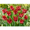 Tulipán Red Dress 5 ks v balení
