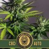 Blimburn Seeds - Mamba Negra CBD Auto 6 ks - Semienka neobsahujú THC