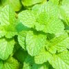 Astera Homeopathica Medovka 75 ml