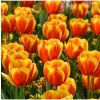 Tulipán Washington - Tulipa - predaj cibuľovín - 3 ks