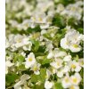 Begónia Ganymed F1 White - Begonia semperflorens - semená - 20 ks