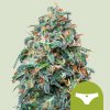 Royal Queen Seeds Sherbet Queen Automatic Balenie: 1 ks 0% THC