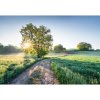 Komar Papierová fototapeta Meadow Trail 368 x 254 cm