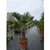 Trachycarpus wagnerianus v celkovej výške 135 cm, s výškou kmeňa 40 cm