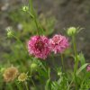 Chrastec lososový QIS Salmon - Scabiosa atropurpurea - predaj semien - 30 ks