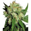 Sensi Seeds Sensi Skunk neobsahuje THC 10 ks