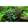 Bucephalandra sp. 'Red'