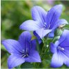 Modrá zvončeková kvetinová lúka - Planta Naturalis - osivo lúčnych kvetov - 40 g