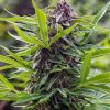 Spliff Seeds - Gold Rush Outdoor 5 ks - Semená neobsahujú THC