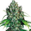 Serious Seeds Double Dutch regular semena neobsahují THC 11 ks