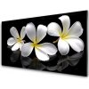 Nástenný panel Kvety rastlina 100x50 cm