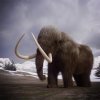3D pohľadnica štvorec Mammoth