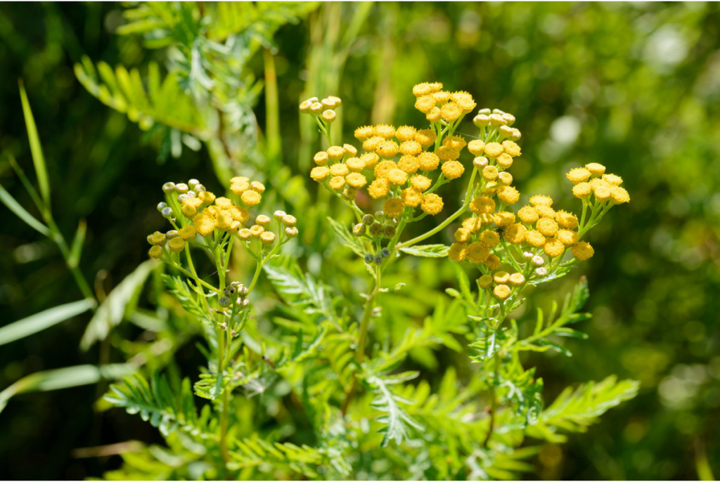 Vratič obyčajný - Tanacetum vulgare - predaj semien - 300 ks