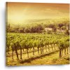 Sablio Obraz Vinohrad - 50x50 cm