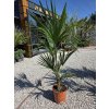 Trachycarpus fortunei v celkovej výške 130 cm