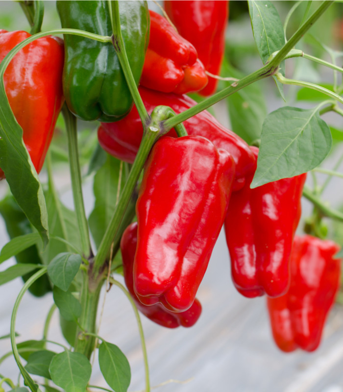 Paprika Snack Red - Capsicum annuum - semená paprík - 6 ks