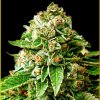 Anaconda Seeds - OG Kush 10 ks - Semienka neobsahujú THC