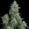 Pyramid Seeds Anubis semena neobsahuji THC 100 ks