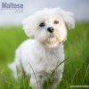 Maltese, 30,5 x 30,5 30,5 x 61 cm 2026