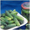Uhorka Tellus F1 - Cucumis sativus - semená uhorky - 4 ks