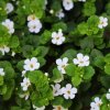 Herbarium Projekt BRAHMI (Bacopa monnieri), spagyric tincture - 10ml