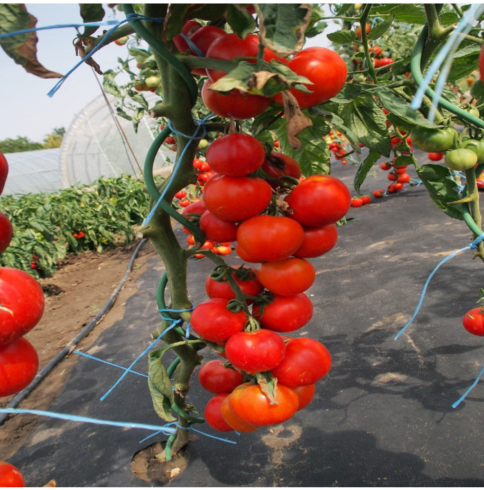 Paradajka Uragan F1 - Solanum lycopersicum - semená paradajky - 30 ks