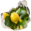 Samolepiaca diera nálepka betón Citróny na strome 75x75 cm