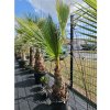 Washingtonia robusta s výškou kmeňa 62 cm v celkovej výške 250 cm