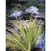 Puškvorec trávolistý FloraSelf Acorus gramineus 'Ogon' kvetináč Ø 9 cm