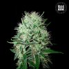 Bulk Seed Bank - Auto Devils Kiss 10 ks - Semená neobsahujú THC