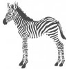 Origin, Vliesová fototapeta - zebra 357217, 150x279cm, Precious