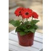 GERBERA JAMESONII do kvetináčov, REVOLUTION RED DARK EYE IMPROVED, 1000 semien