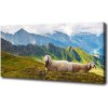 Moderný obraz canvas na ráme Ovce v Alpách 100x50 cm
