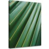 Obraz na plátně Přírodní rostlina Palm Leaf - 60x90 cm