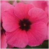 Katarant Tatoo Raspberry - Catharanthus roseus - semená katarantu - 30 ks