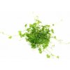 Dennerle Hydrocotyle tripartita ´Mini´ In-Vitro
