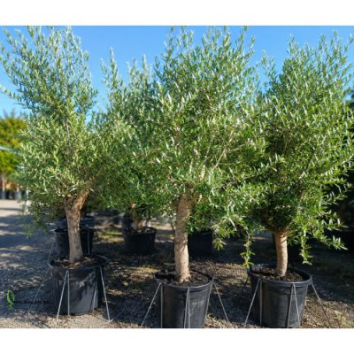 Olea europaea (Olivovník európsky) ´ARBEQUINA´ - výška 160-180 cm, obvod kmeňa 25/30 cm, kont. C45L (-12°C)