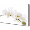 Obraz na plátne Kvetiny rastlina 100x50 cm