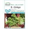 Saflax Bonsaj - ginko - 1 bal.