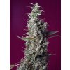 Sweet Seeds Sweet Cherry Pie neobsahuje THC 3 semena