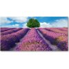 Foto obraz akrylové sklo Pole levanduľa 100x50 cm