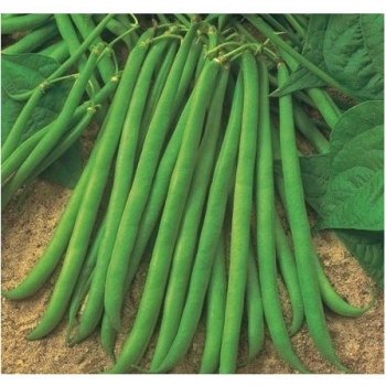 Fazuľa kolíková Primel - semená Fazule - Phaseolus vulgaris - 20 ks
