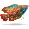 Aquascaperi Gurama Krpatá – Colisa / lalia