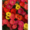 Gerbera jamesonii Colorbloom Mix 1000 semien