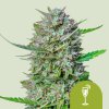 Royal Queen Seeds Mimosa Automatic Balenie: 1 ks 0% THC