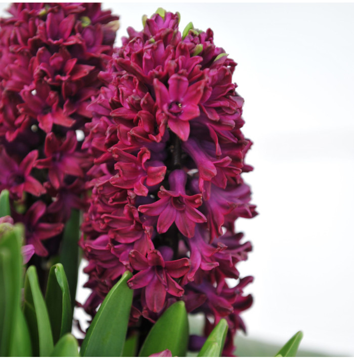 Hyacint Woodstock - Hyacinthus - cibuľa hyacintu - 1 ks