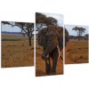 Obraz slona (Obraz 90x60cm)