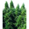 Sensi Seeds Cannabis Ruderalis Skunk® Regular, 10 ks