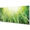 Obraz plexi Tráva slnko kvapky 100x50 cm