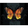 Zuty – Maľovanie podľa čísel – Oranžový motýľ na čiernom pozadí, 40 × 50 cm, plátno + rám 8596530138495